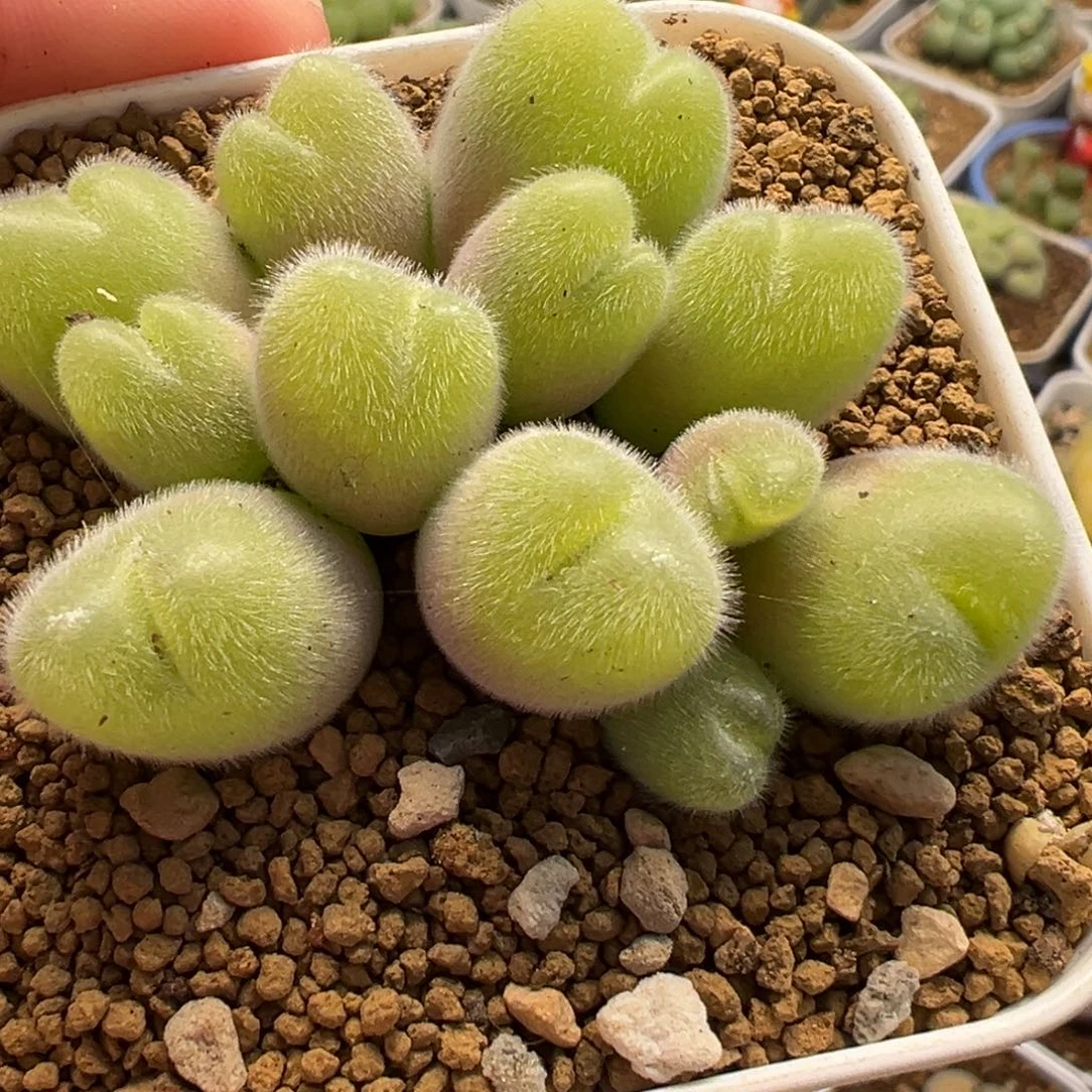 482多肉植物种类多样