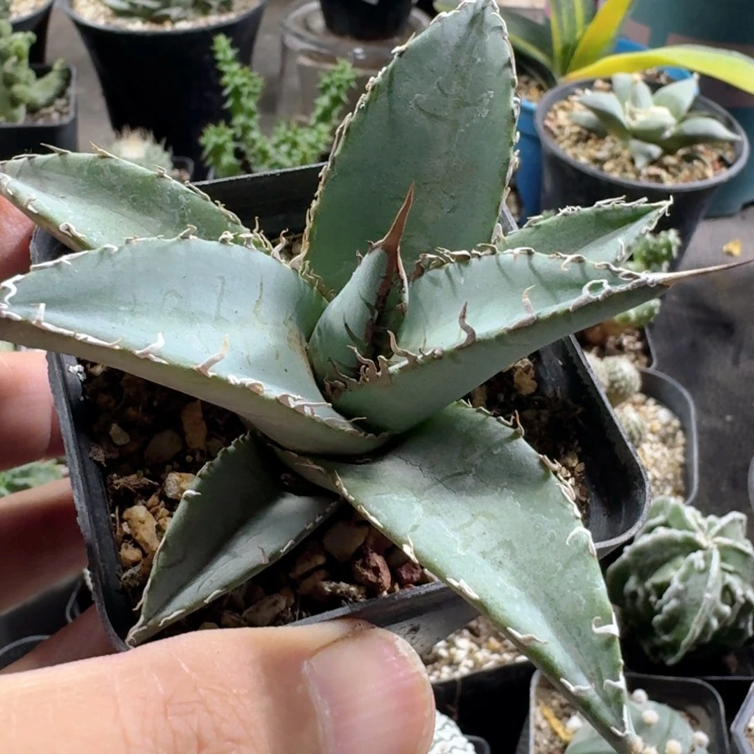 149帝释天脱土发货