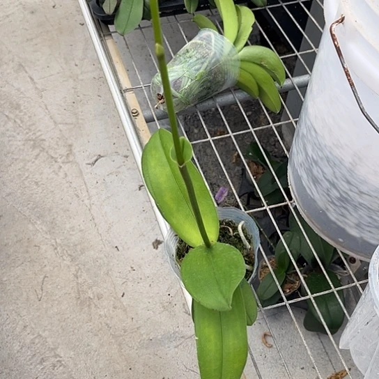 当前无花栽培后可以开花紫水晶3.0叶心剑