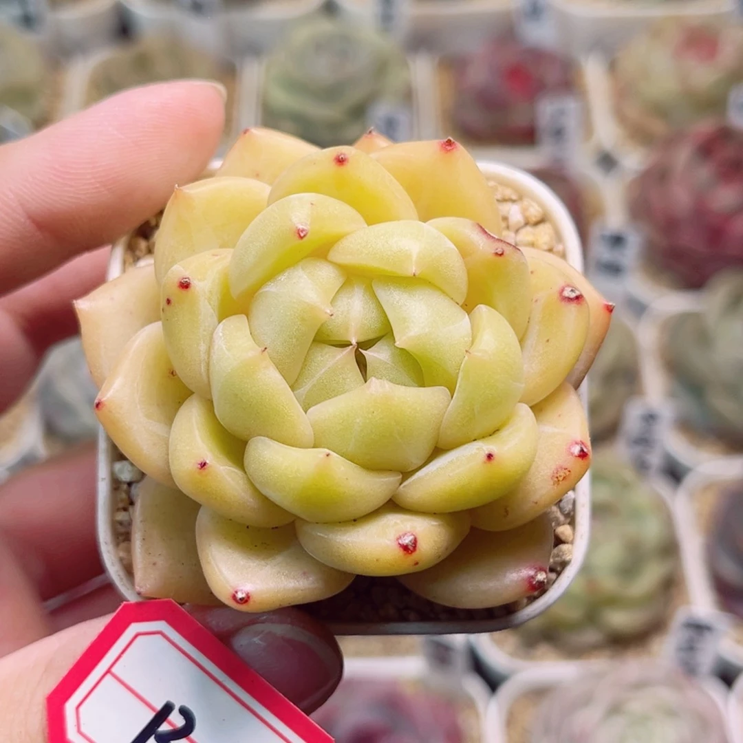 B53一物一拍 孤品珍妮