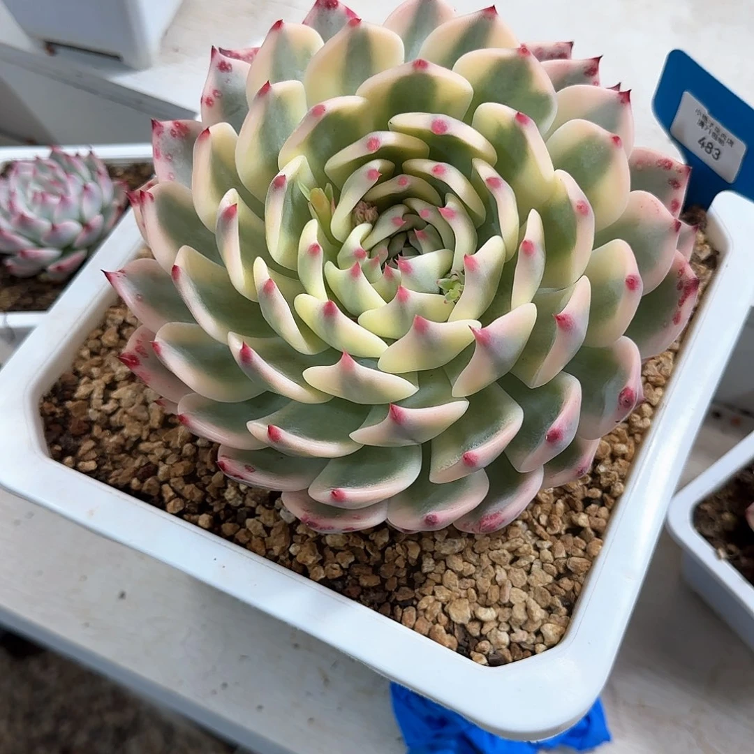 483吉娃娃锦多肉植物