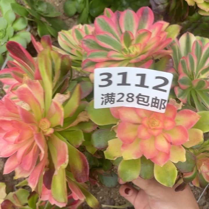 3112三号棚福利多肉植物T