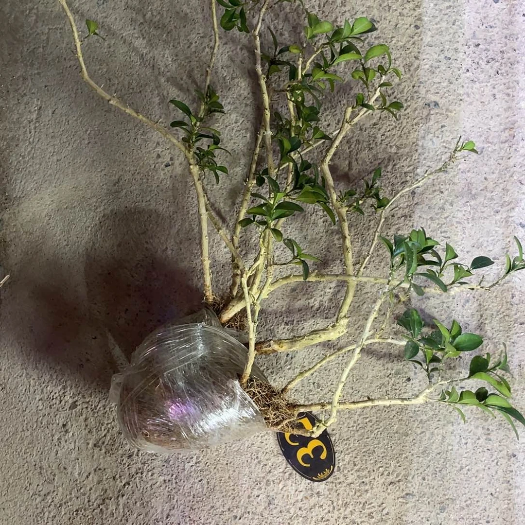 静***心无花朵一起为梦想而加油