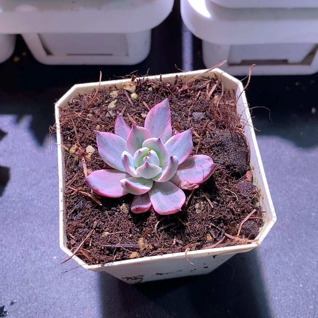 劳伦斯锦多肉多肉植物