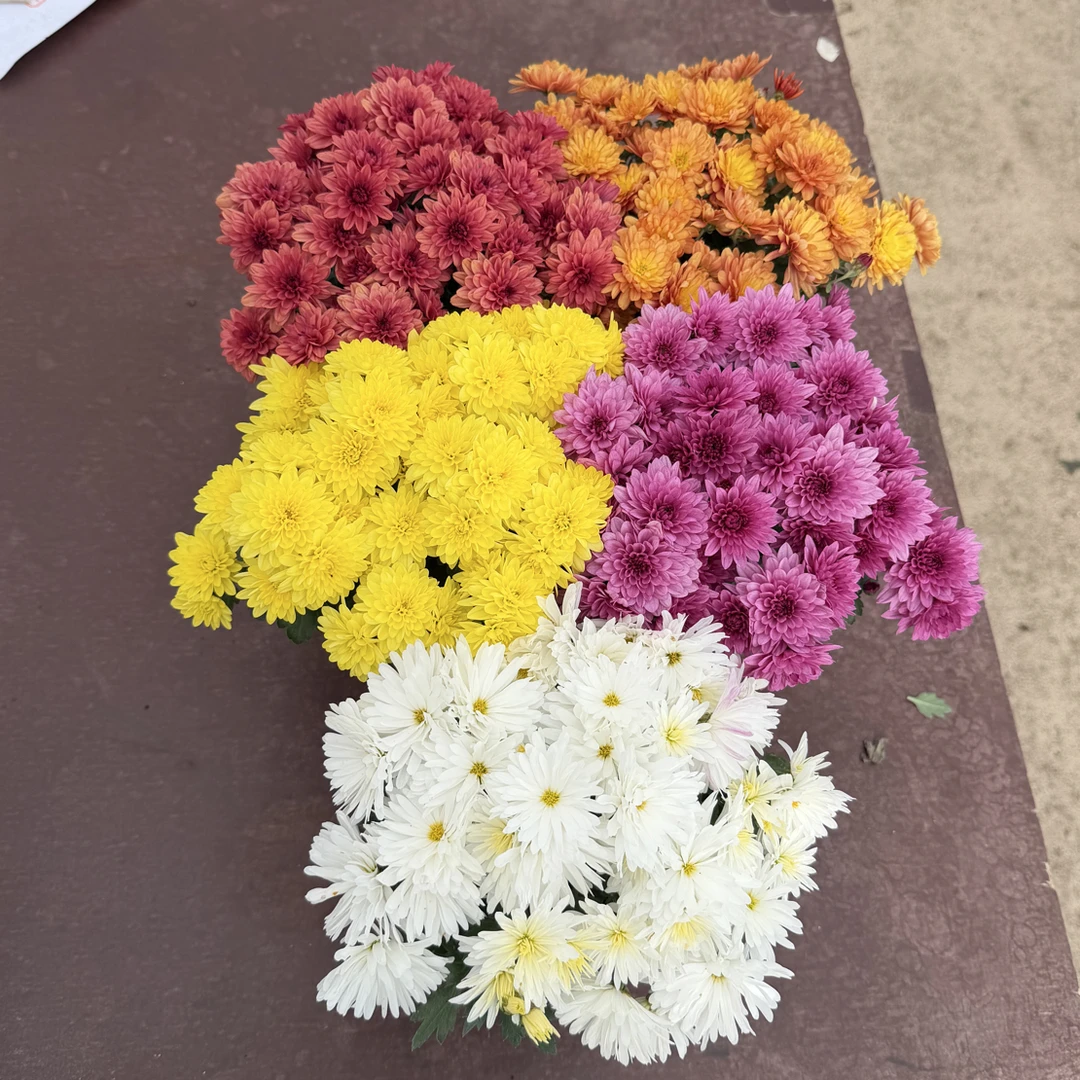 球菊盆5盆清仓特惠