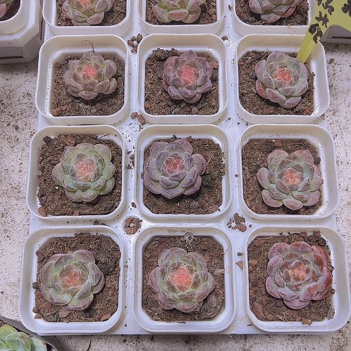 精品冰魄19包邮多肉