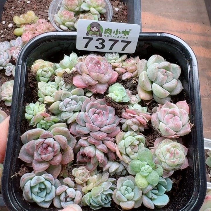 多肉植物多肉植物