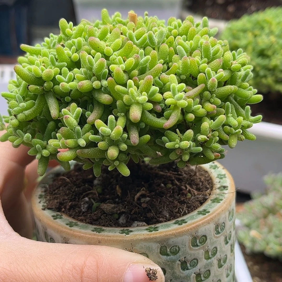 23蜜桔糖球优选枝干