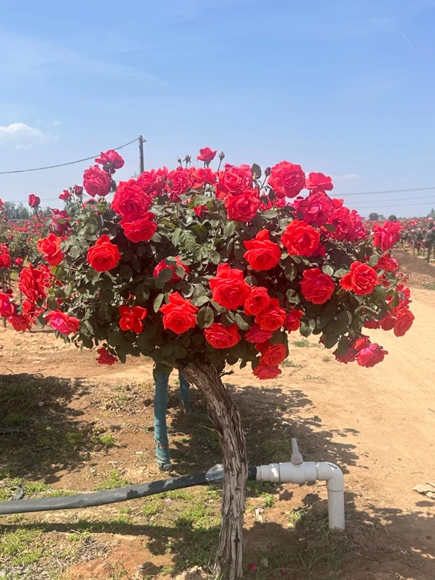 精品月季多头月季棒棒糖月季树棒棒糖玫瑰花红粉国月大花（六公分）