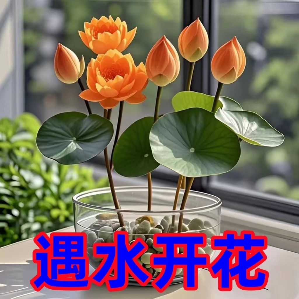 【7天发芽】浓香型香雪莲种水培盆栽好养室内外耐 热水培花卉植花