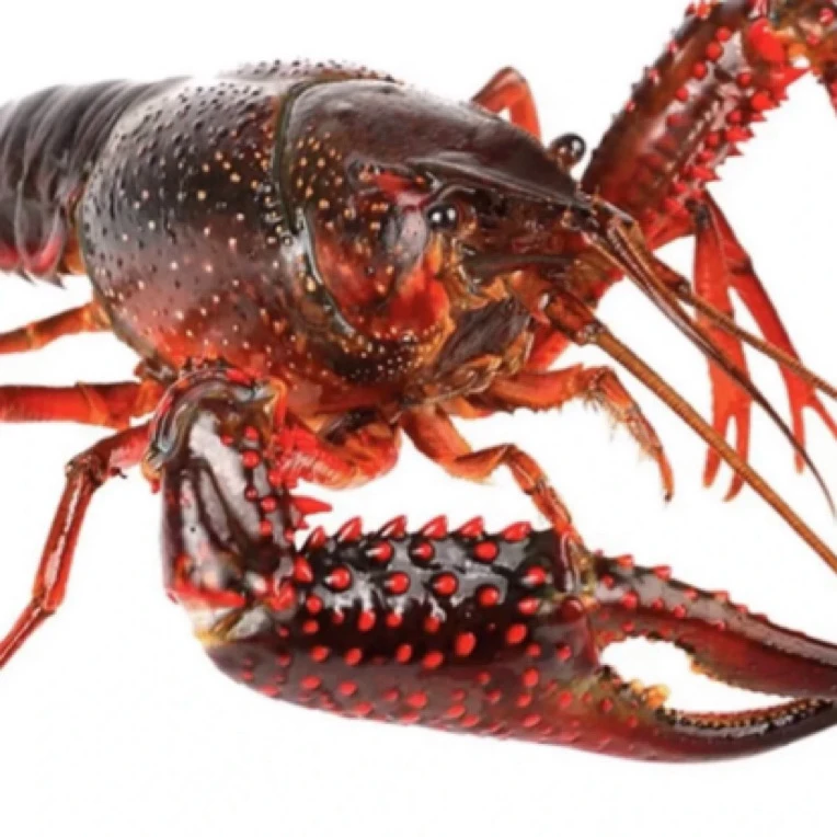 【顺丰包邮】6-8钱鲜活小龙虾清水小龙虾皮薄肉厚13-18只/斤斤数可选运输中个别缺氧正常现象精品海鲜海鲜水产