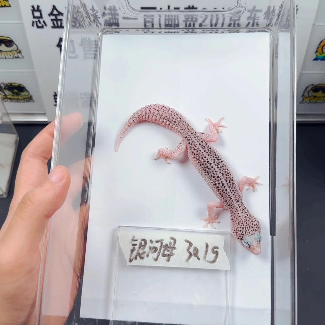 豹纹守宫豹纹守宫