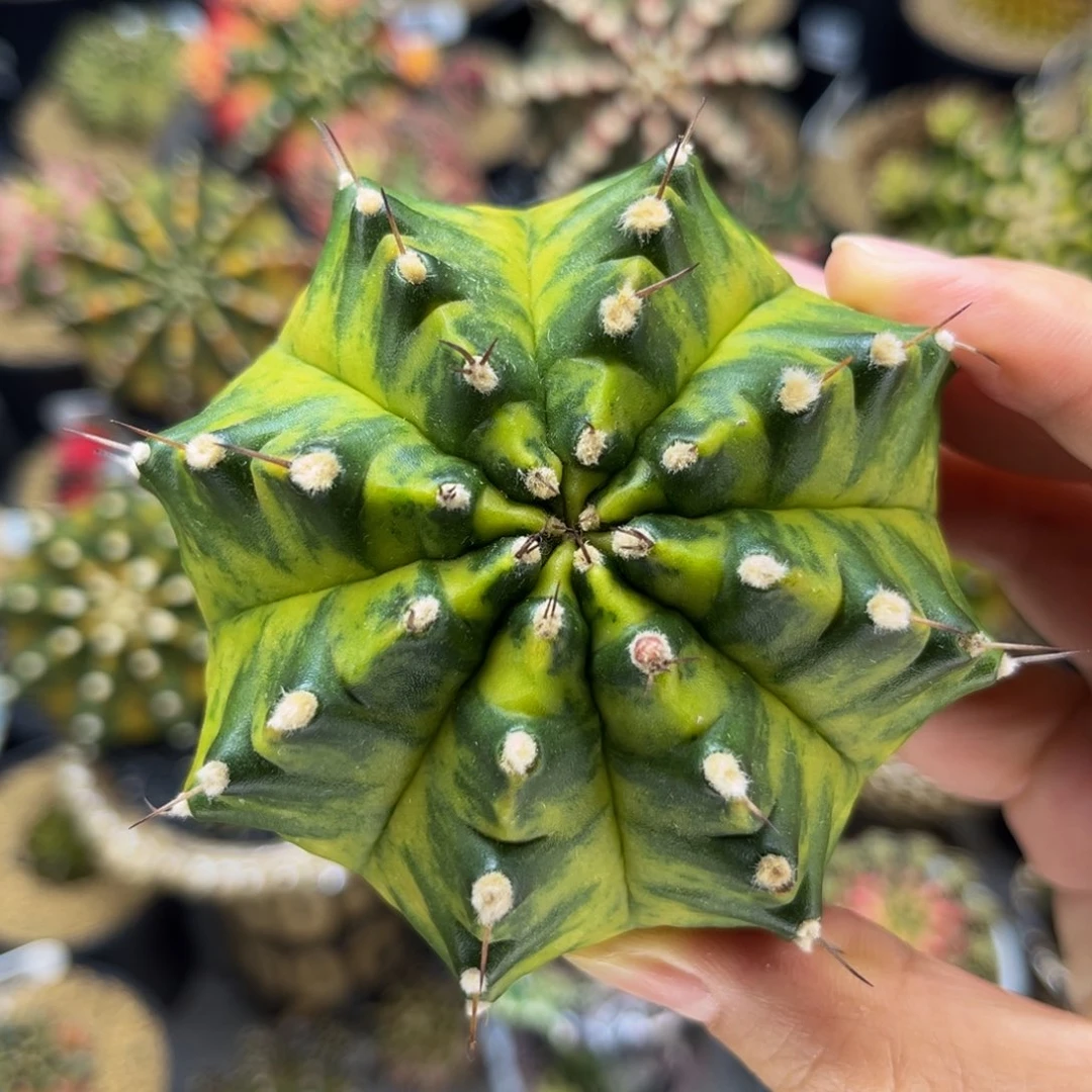 实生乌贼a 米哈仙人球