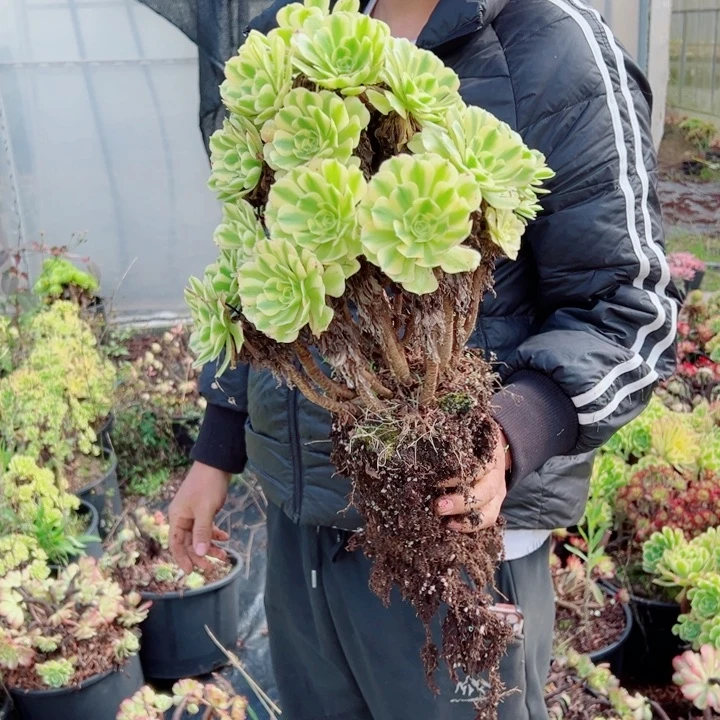 迈巴赫露养多肉法师