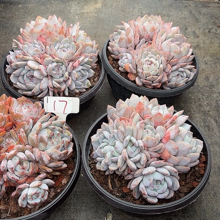 清***清17石榴4个多肉脱土