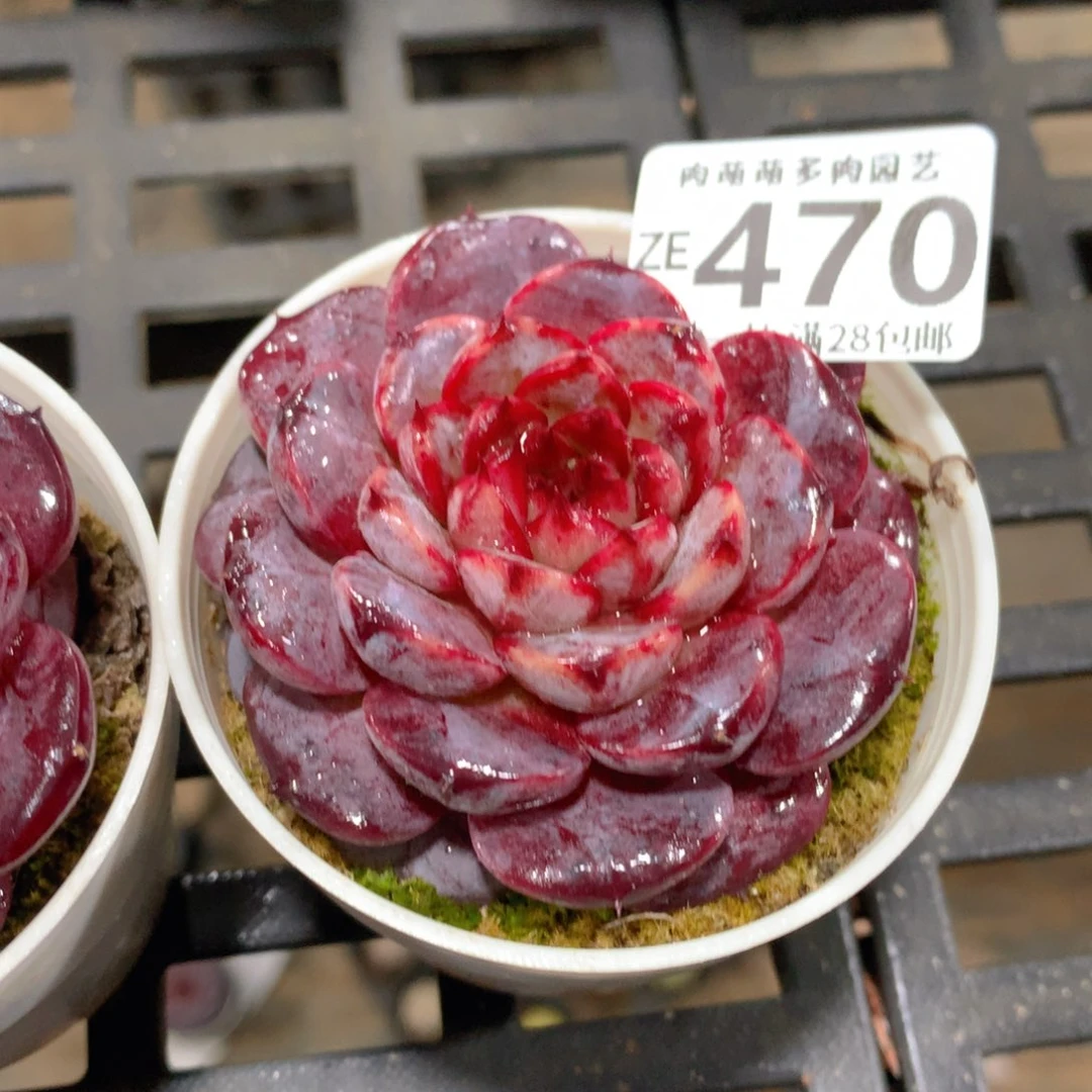 肉萌萌拇指盆精控多肉ZE470