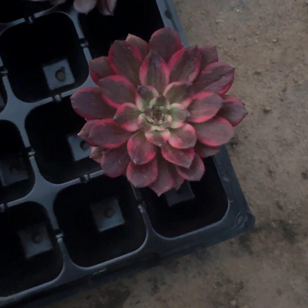 春***。烟花小苗，法师多肉