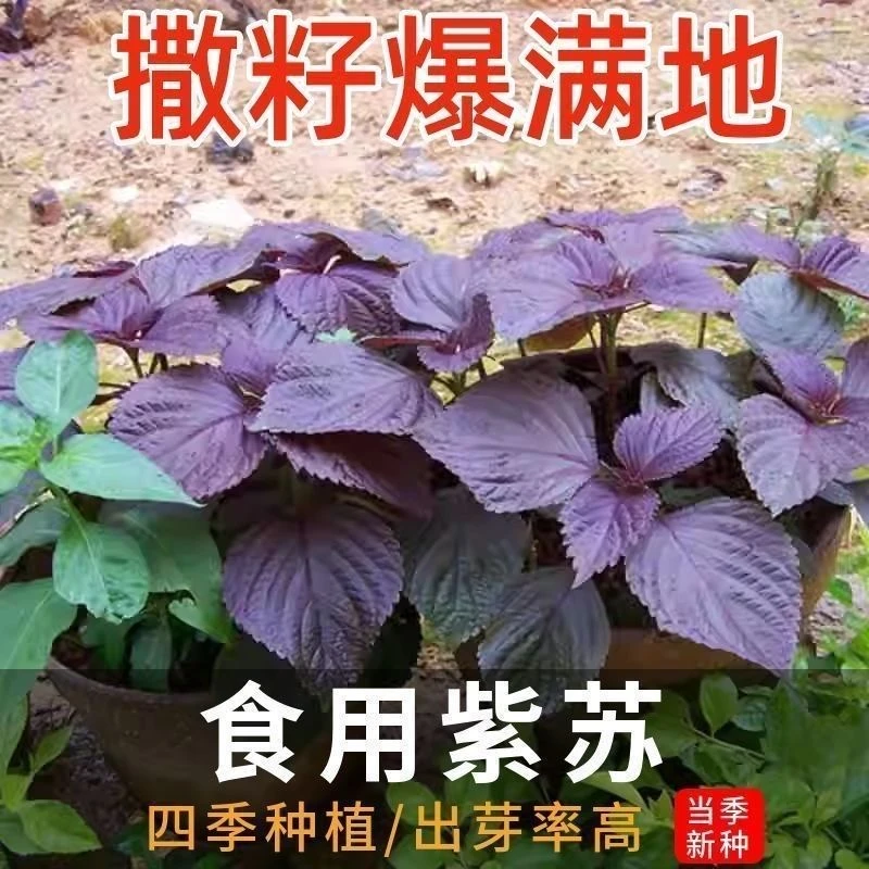 紫苏种子精选大叶紫苏种籽可食用双面红紫苏四季耐热阳台盆栽种子