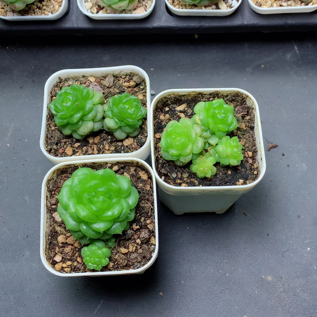 ?****庙58包邮  群生不包整