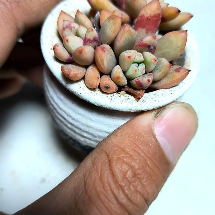 满6元包邮，雪燕2/4头