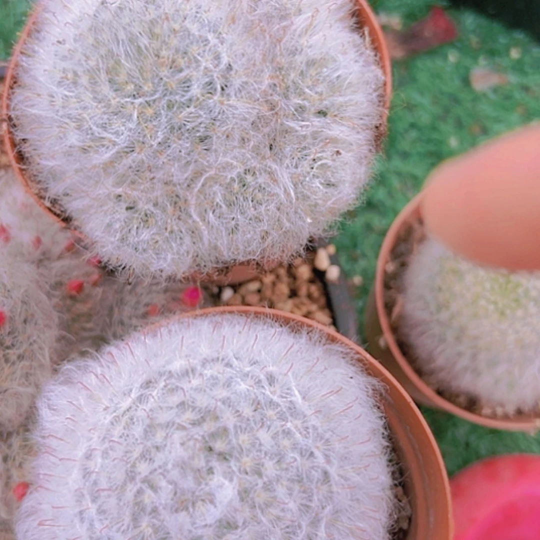 【闪购商品】高沙偏远不拍