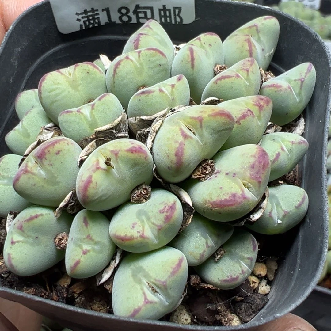 【闪购商品】 417。