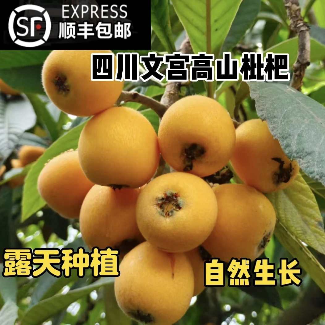 顺丰包邮 四川高山五星枇杷,老树枇杷