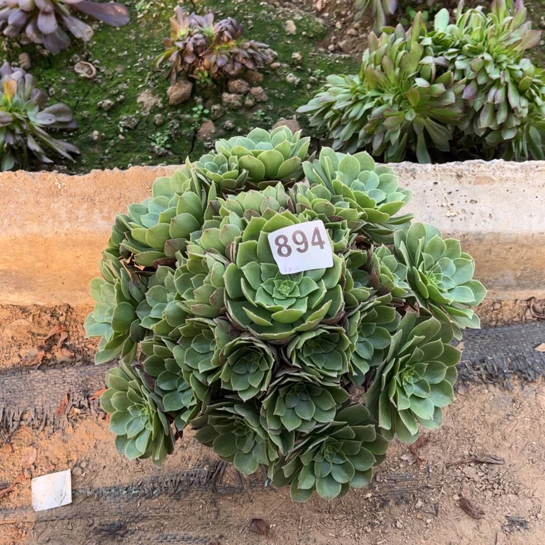 万圣夜894不包断枝