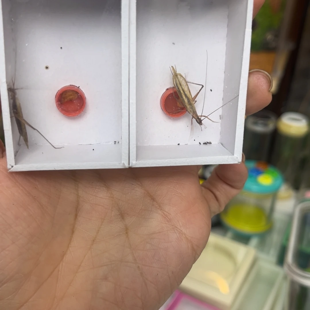 红山竹蛉2只拍拍拍拍