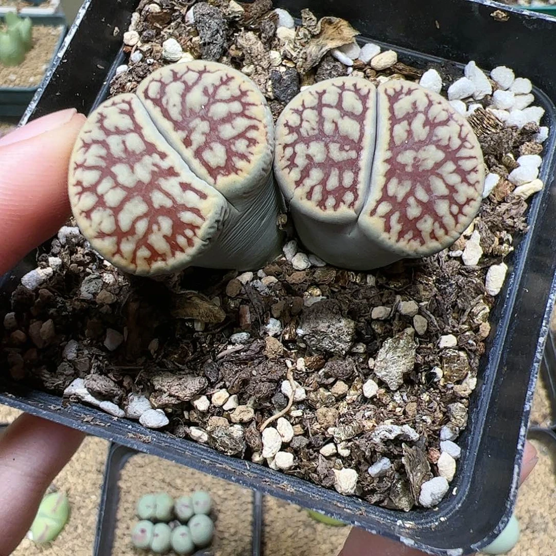 【闪购商品】337 福利