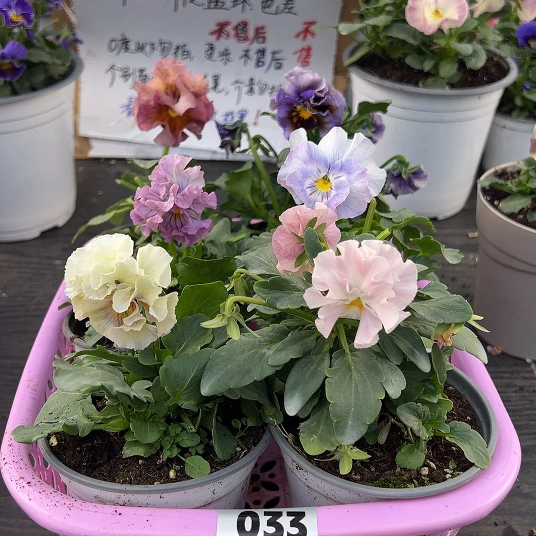 大部分花苞少量开放033号