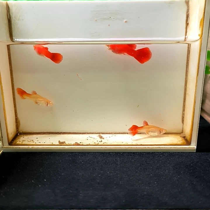 海水精品孔雀鱼血红，两公两母。
