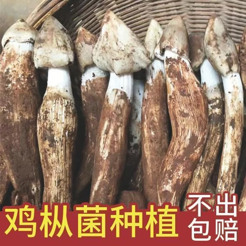 鸡枞菌种子高产鸡枞伞把菇荔枝菌蘑菇菌家种菌种阳台花盆庭院种植