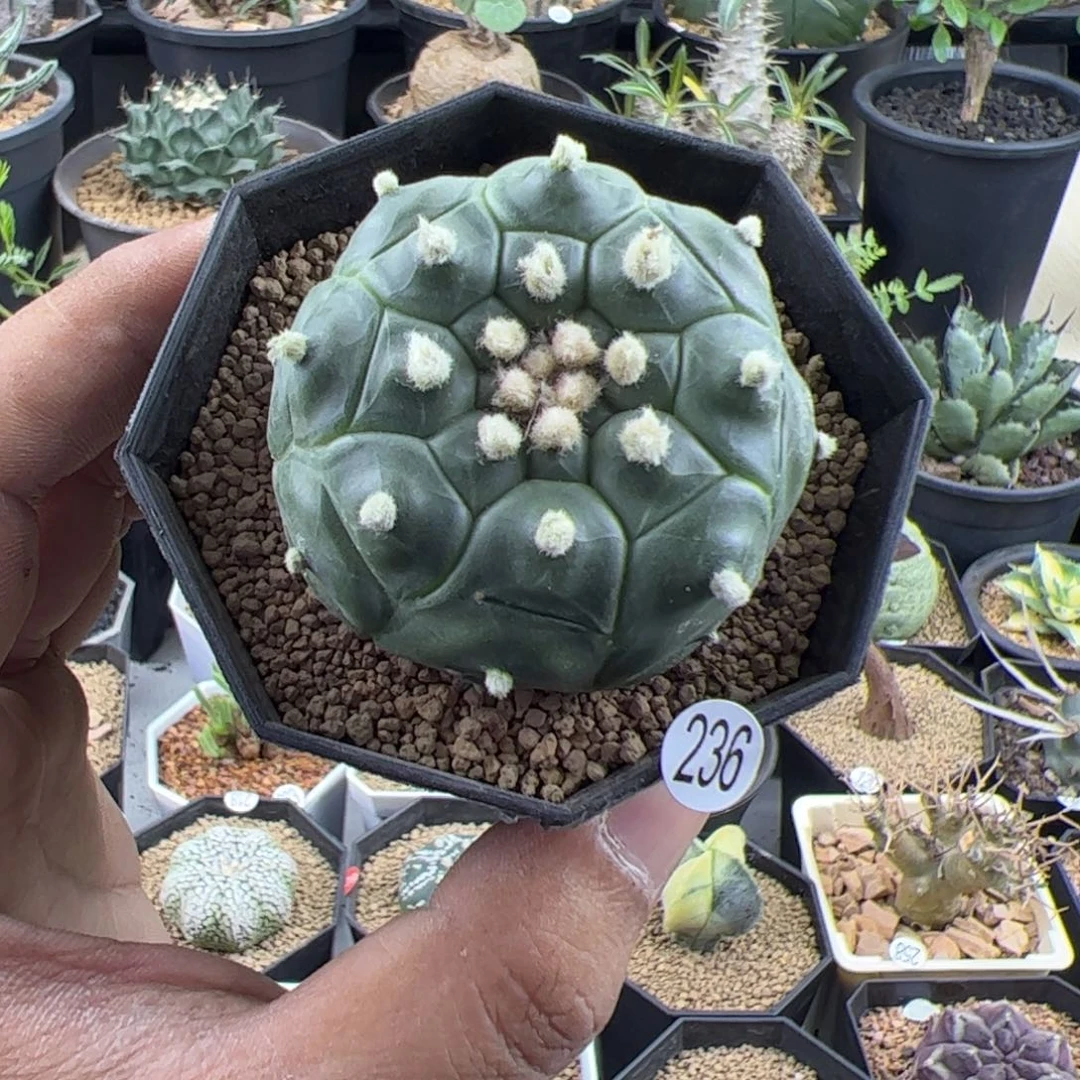 龟甲兜实生4.9一物一拍