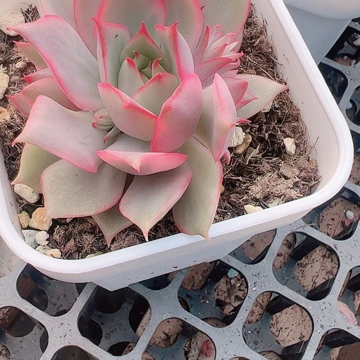 米**光多肉植物多肉植物