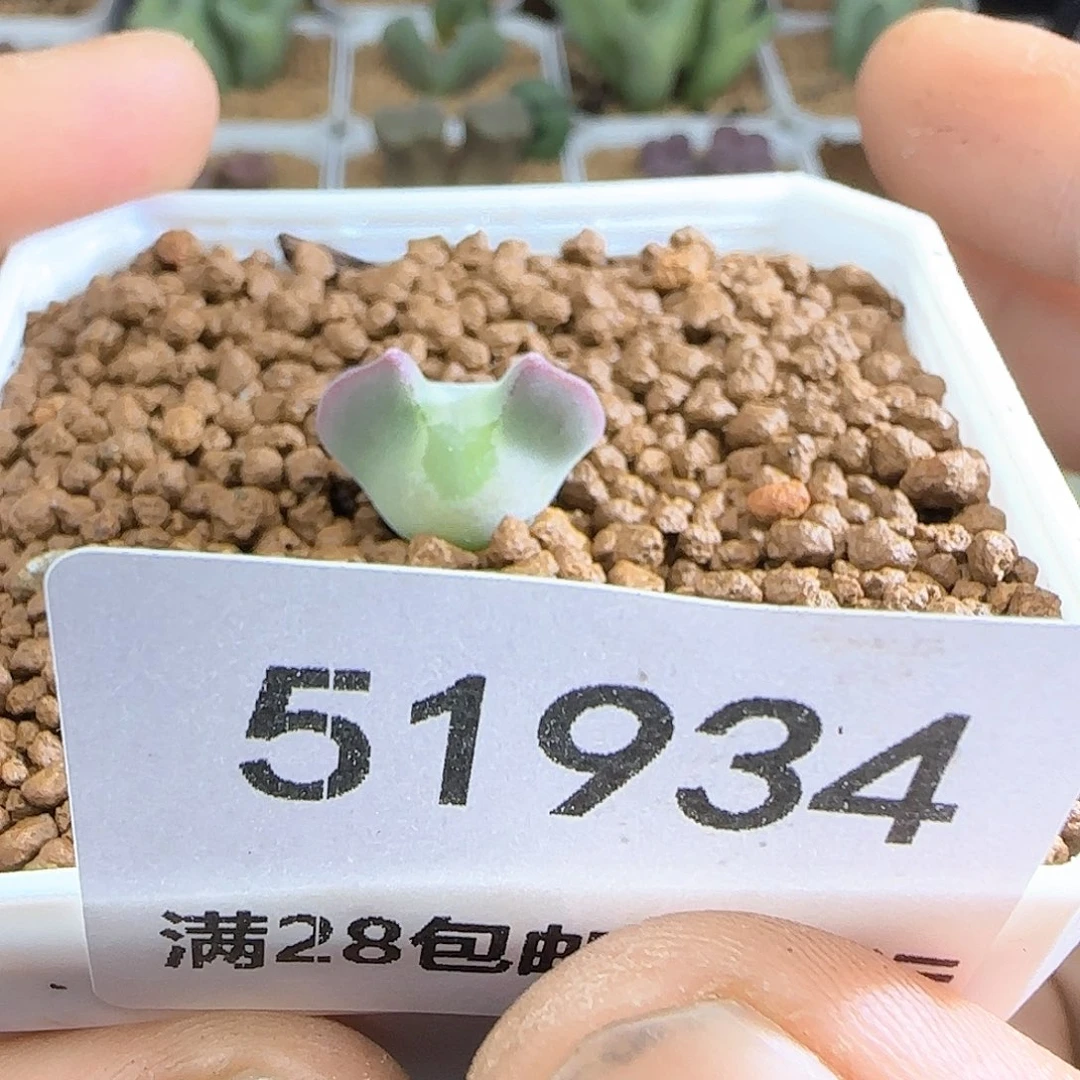 大***)哈哈哈哈哈哈哈51934