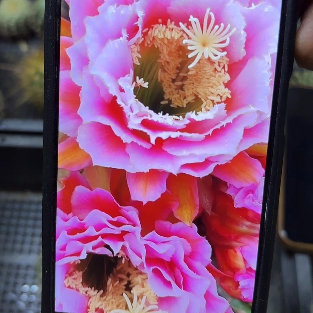 如意毛侧牙20包邮56