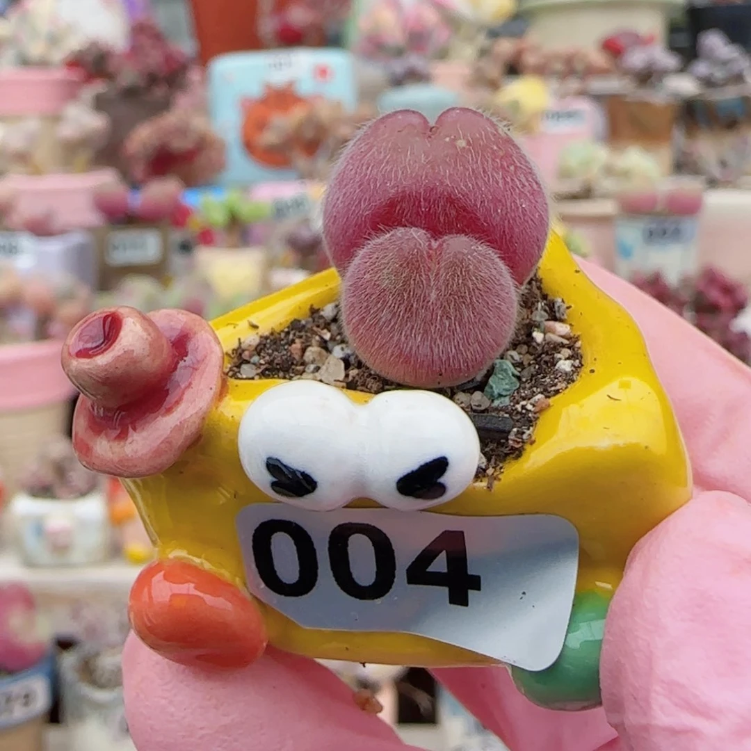 福利小毛翠 盆口2cm 微瑕