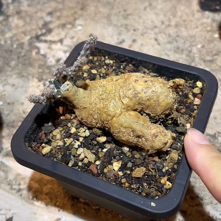 无花朵黑龙块根一物一拍