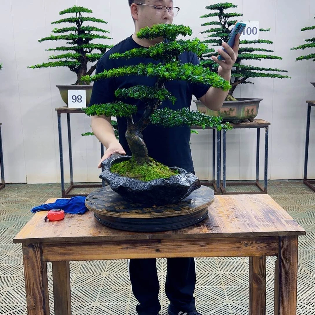 无花朵红芽罗汉松造型盆景