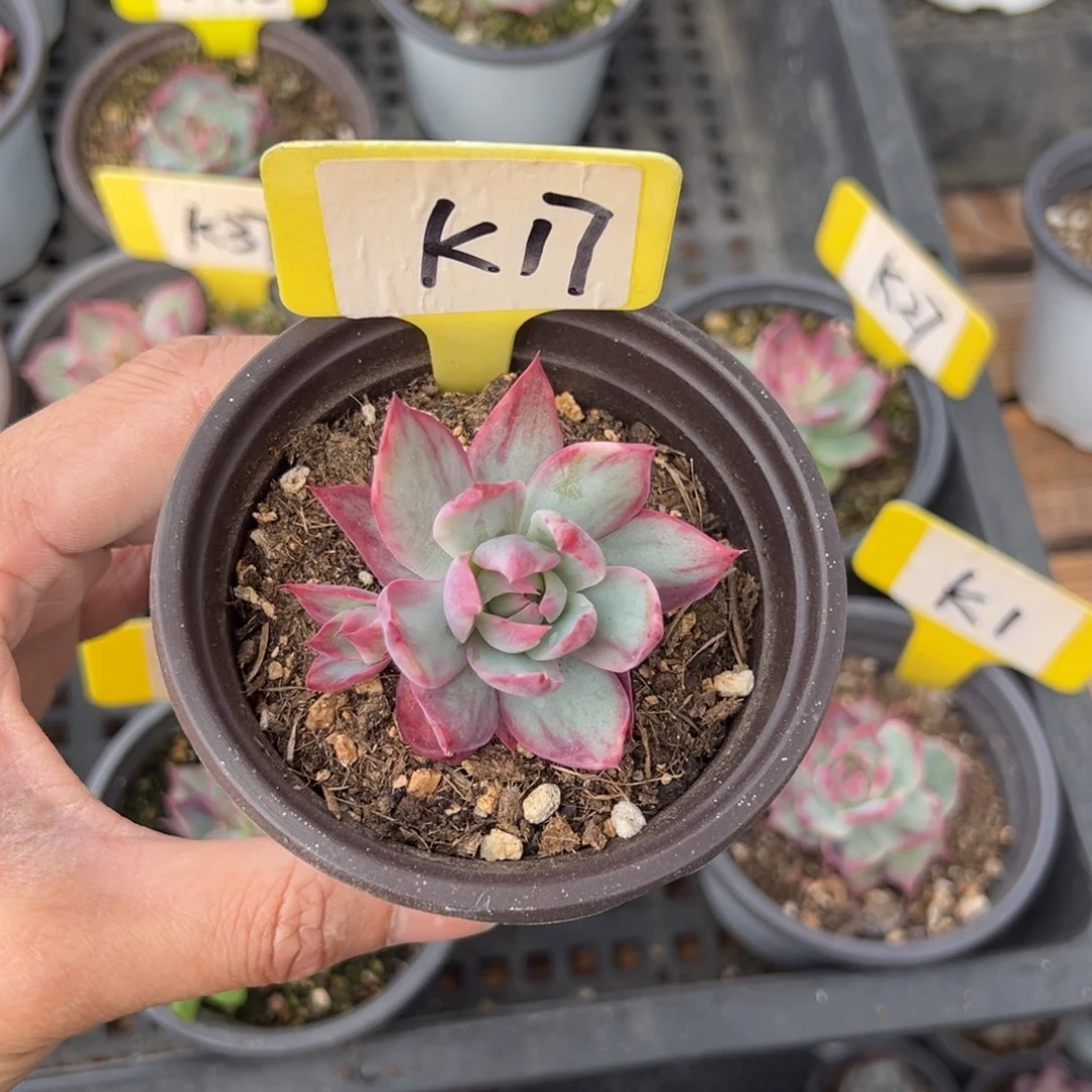 重****肉K17惊鸿单头多肉