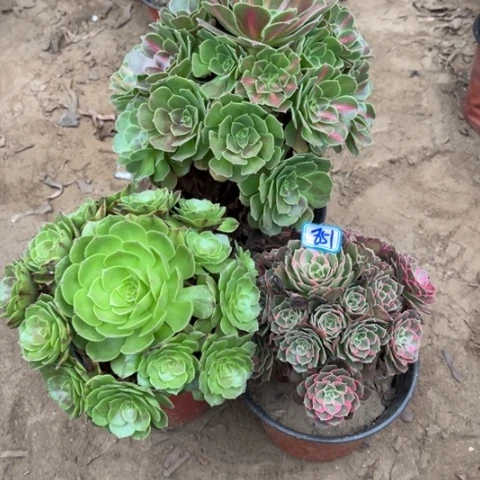 851多肉植物组合，