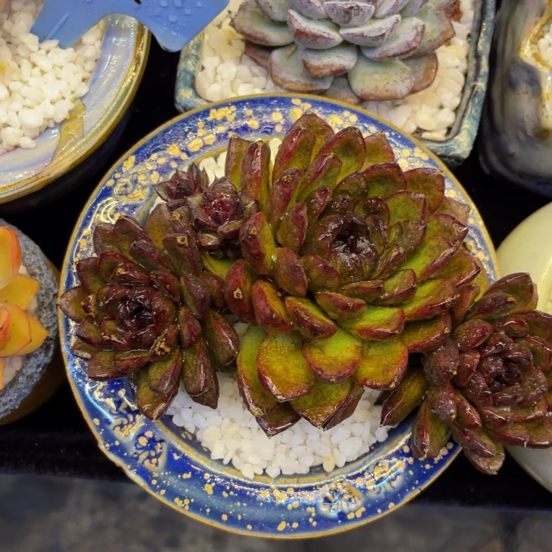 小***️多肉植物盆栽多肉