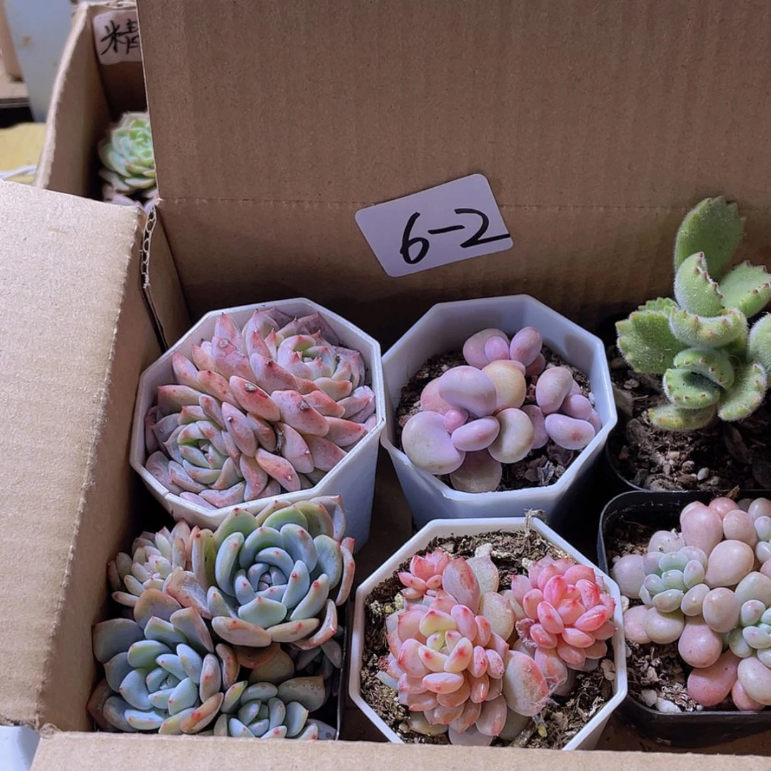 【闪购商品】6颗-2