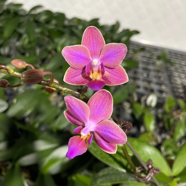 2.5寸  斑叶小香花-抽梗苗【叶微瑕、剪过梗】 原生趣味兰