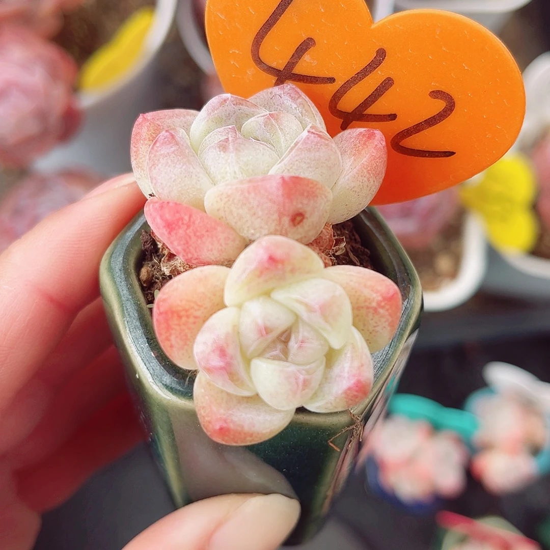 442号小老桩冰玉双头