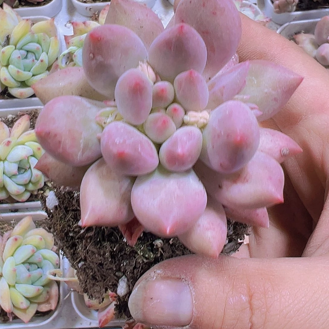 多罗手指19包邮多肉