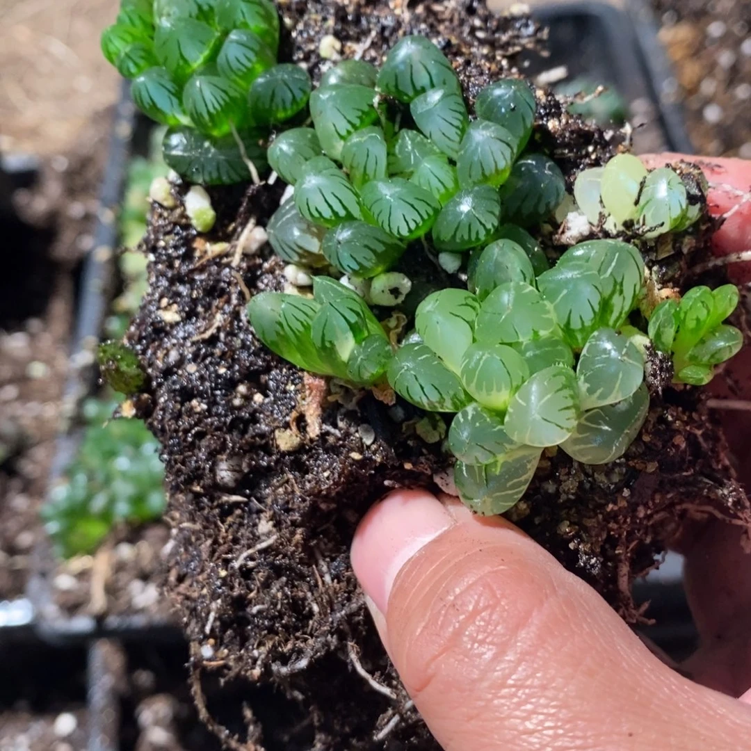 岚***困1963 一坨福利。