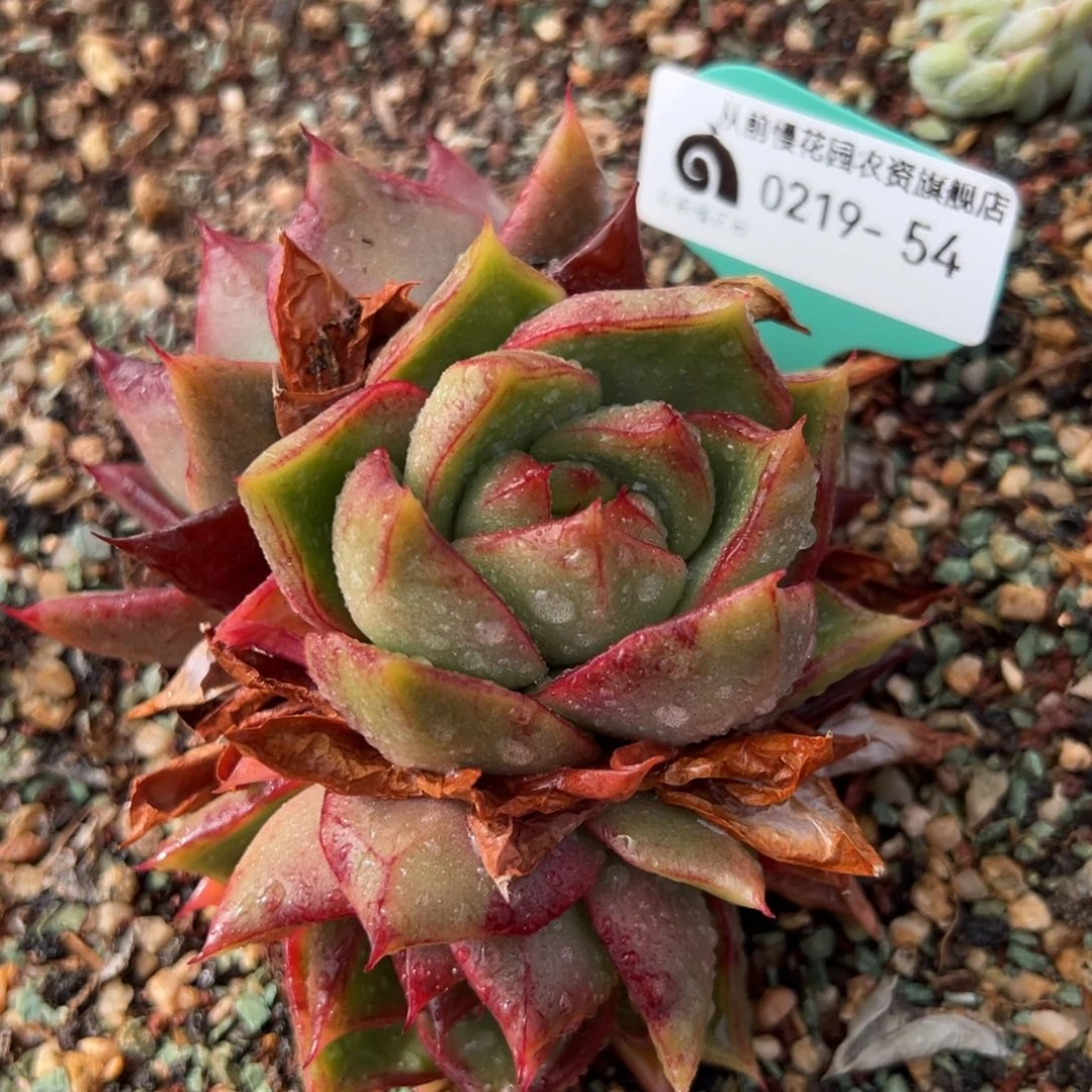 从前慢多肉精选编号0219.54