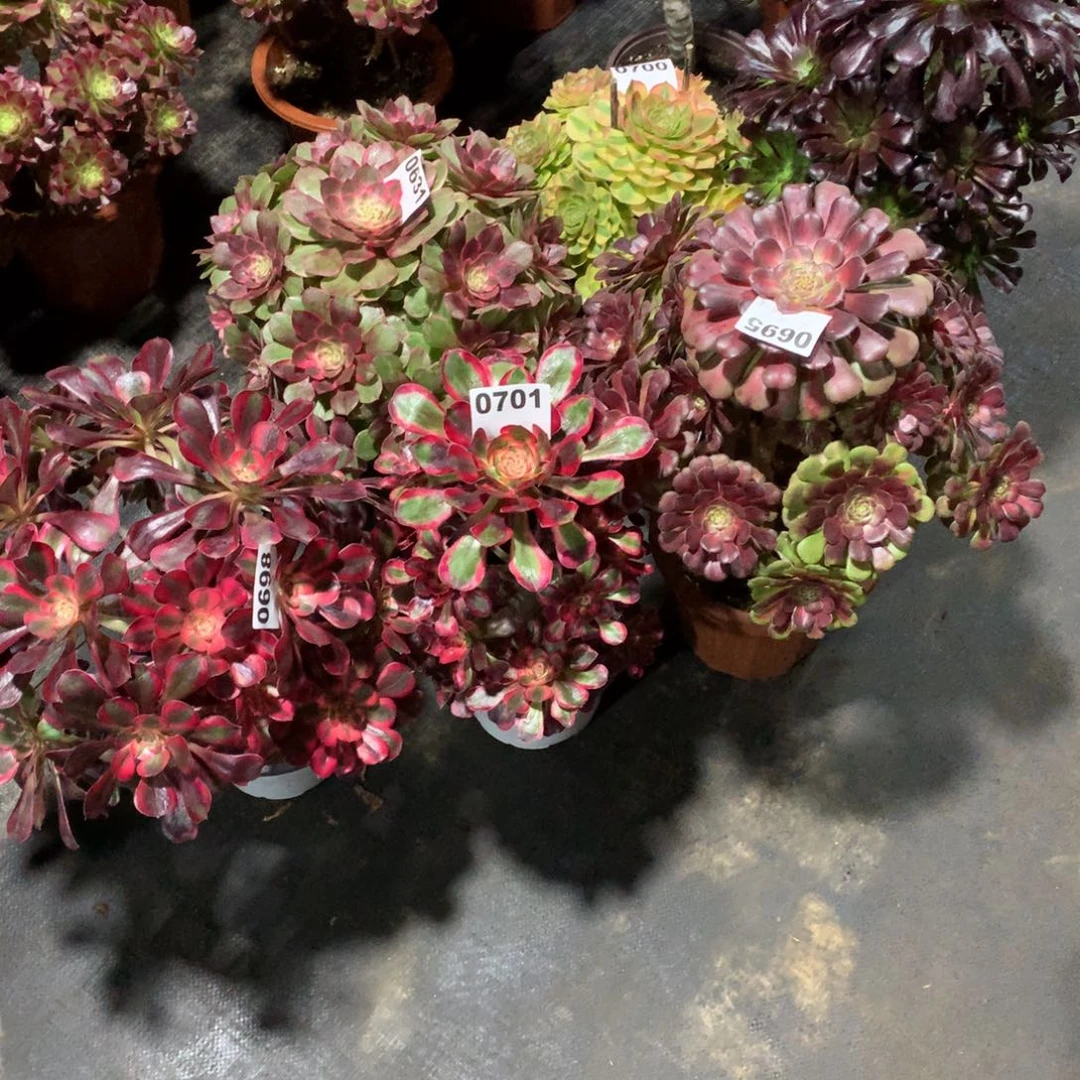 6颗组合法师多肉植物2000000
